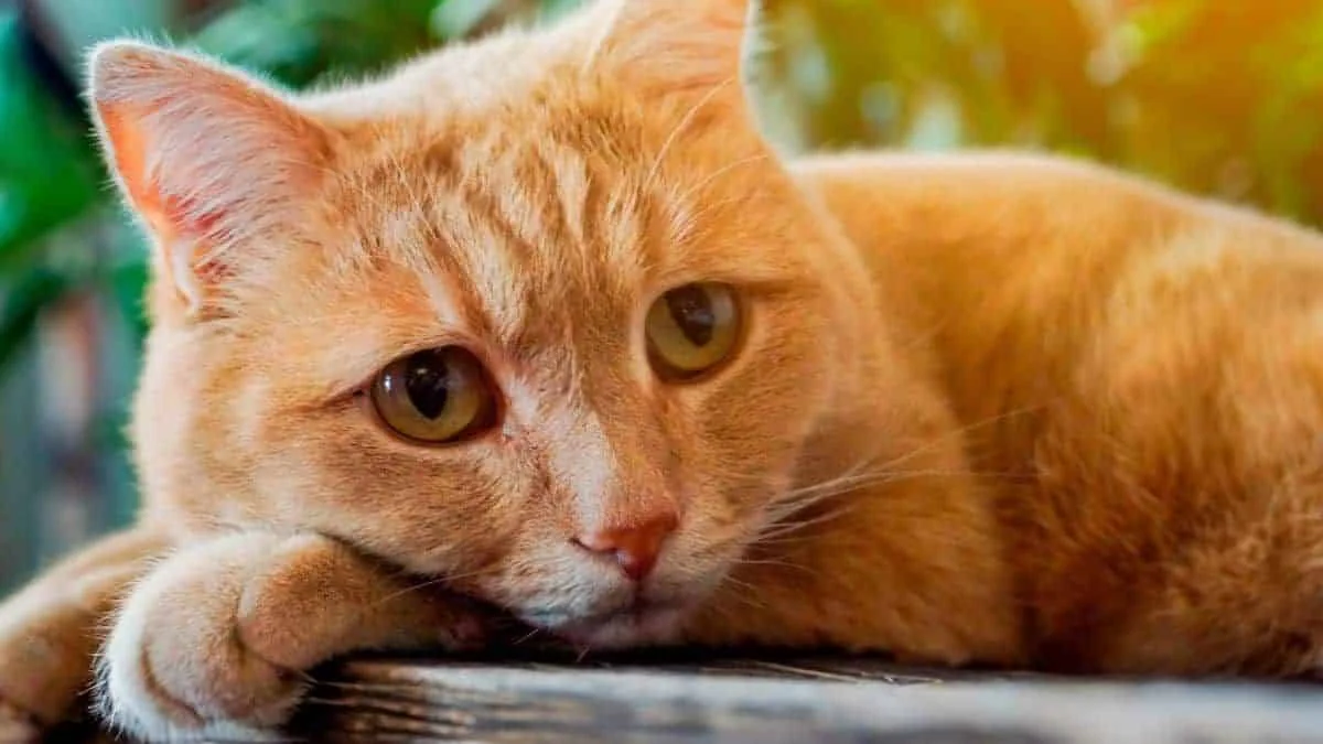 Schlechte Nachricht: Für Besitzer von Hauskatzen wird ein bevorstehendes Verbot alles verändern
