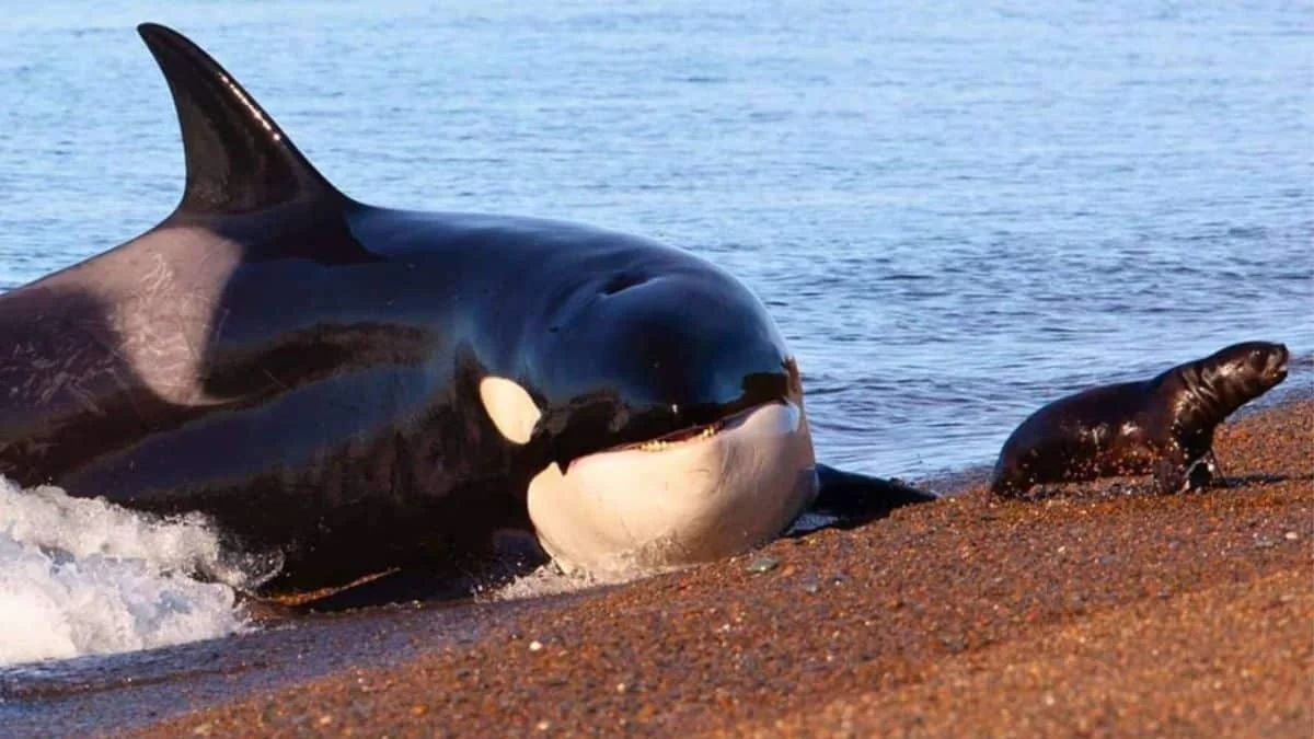 Delfine und Orcas haben offiziell den evolutionären Punkt ohne Wiederkehr überschritten